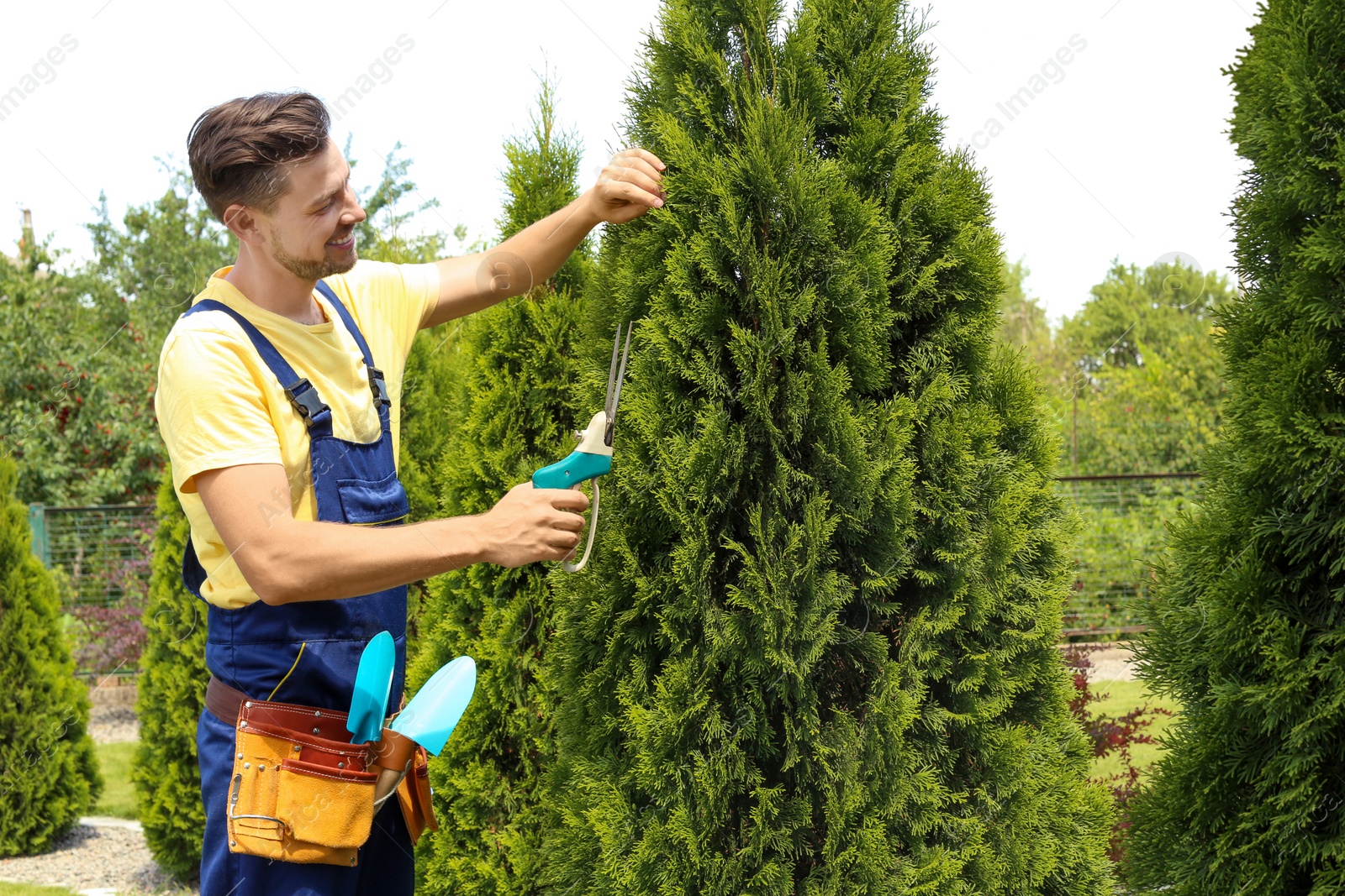 Photo of Man trimming bushes in garden on sunny day