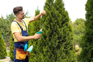 Man trimming bushes in garden on sunny day