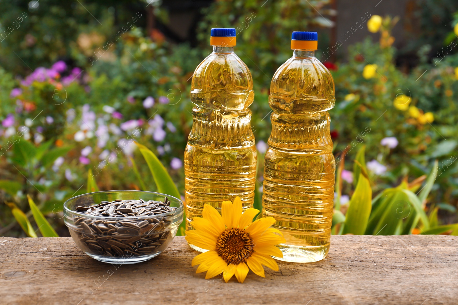 Photo of Bottles of cooking oil with sunflower and seeds on wooden table outdoors