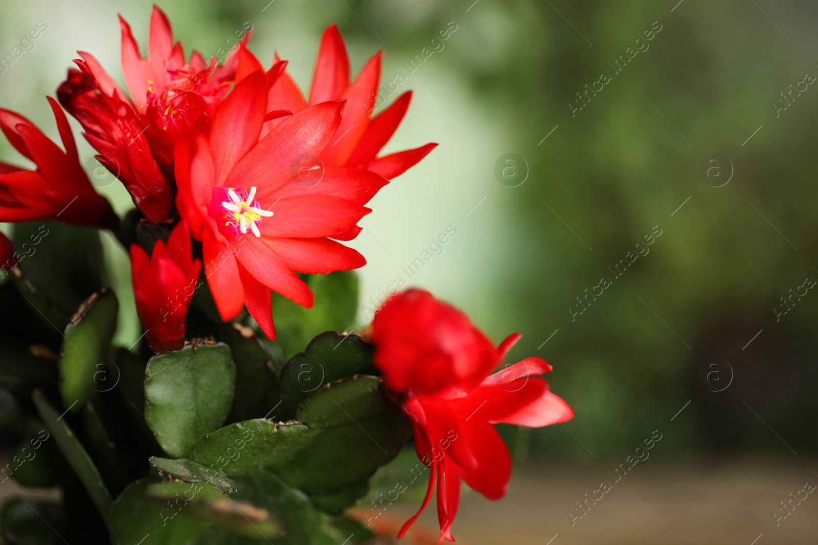 Photo of Beautiful blooming Schlumbergera (Christmas or Thanksgiving cactus) against blurred background, closeup. Space for text