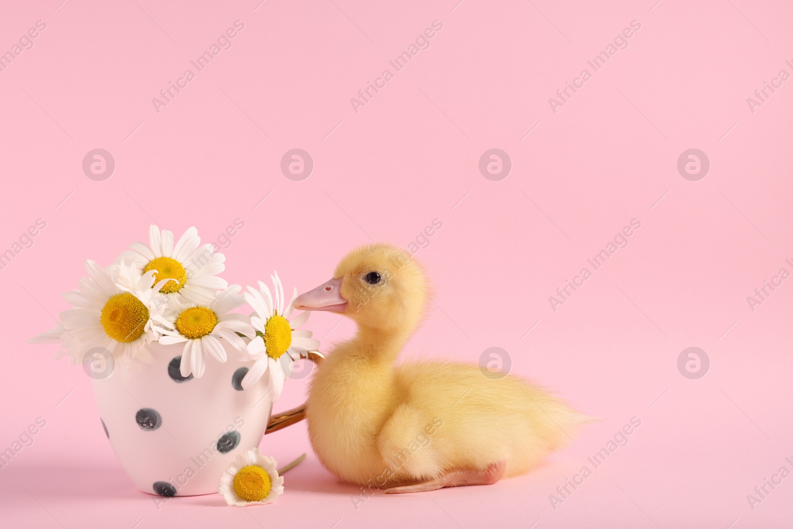 Photo of Baby animal. Cute fluffy duckling near flowers on pink background, space for text