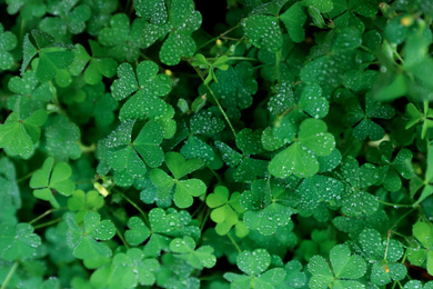 Photo of Beautiful clover leaves with water drops outdoors, top view. St. Patrick's Day symbol