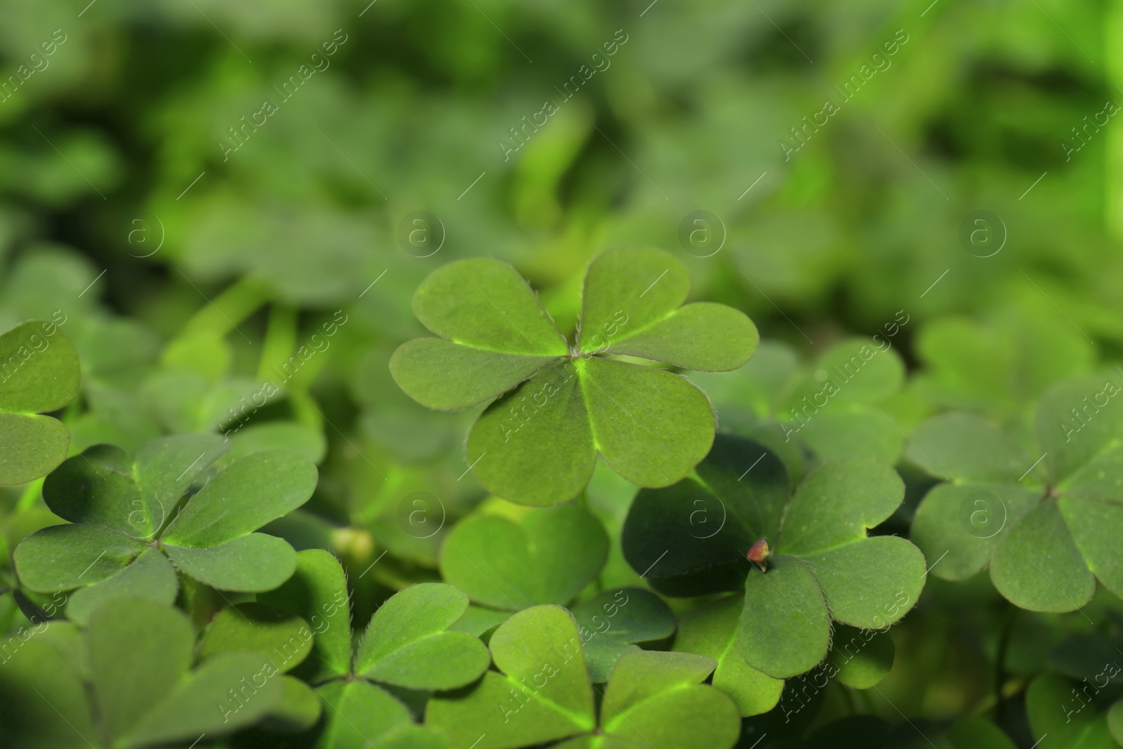 Photo of Closeup view of beautiful green clover leaves