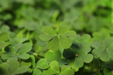 Photo of Closeup view of beautiful green clover leaves