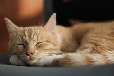 Cute ginger cat sleeping on sofa at home