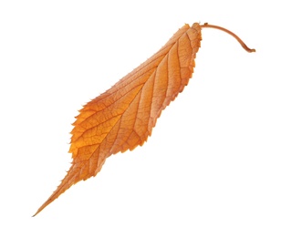 Photo of Beautiful autumn leaf on white background. Fall foliage