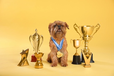 Photo of Cute Brussels Griffon dog with champion trophies and medals on yellow background