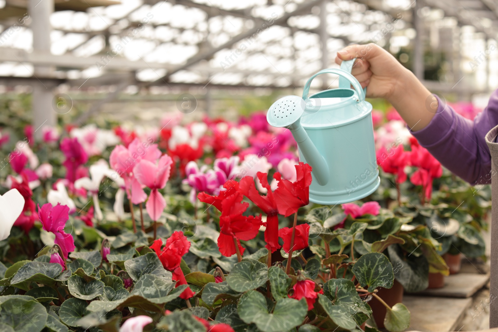 Photo of Woman watering blooming flowers in greenhouse, closeup. Home gardening