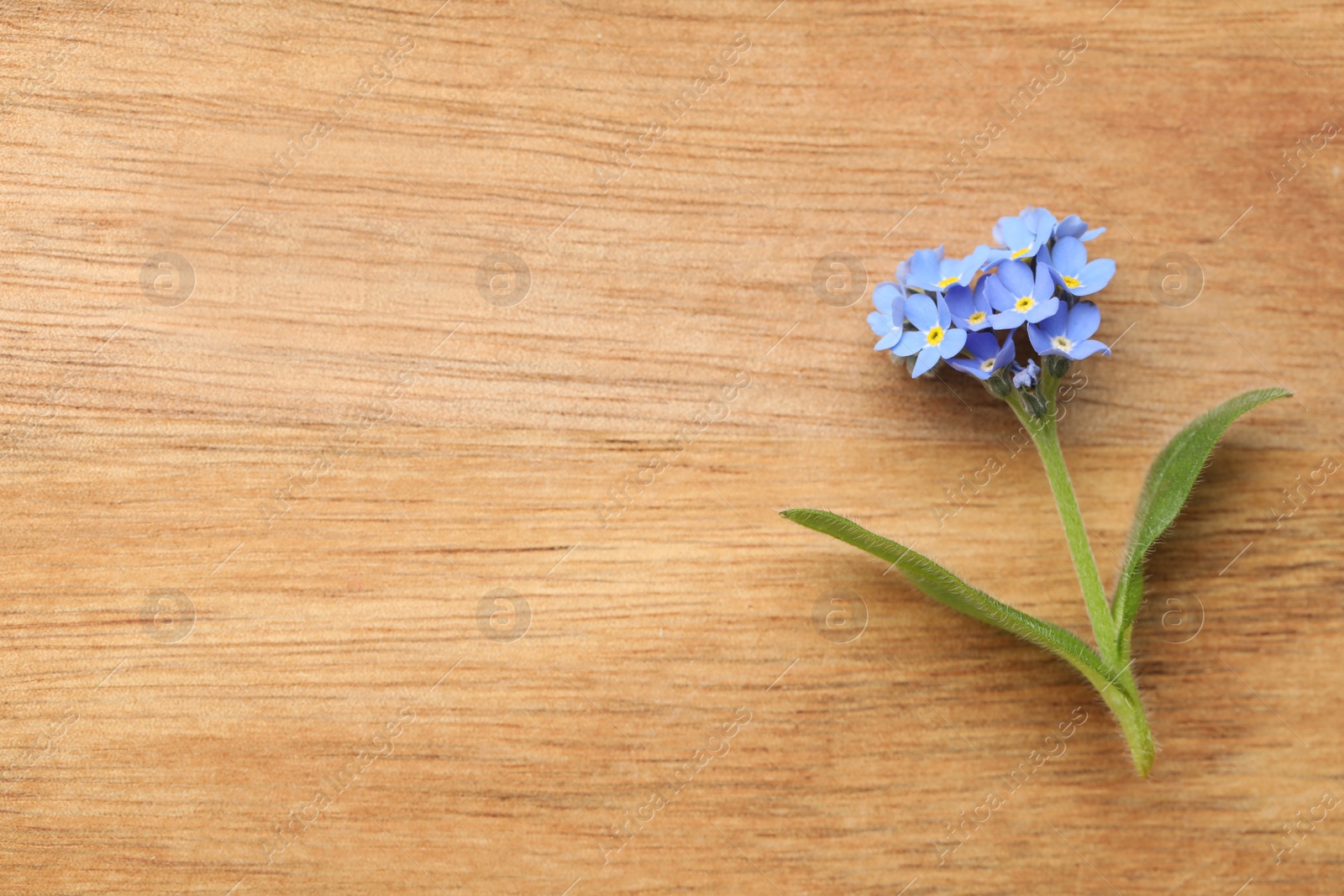 Photo of Beautiful blue Forget-me-not flower on wooden table, top view. Space for text