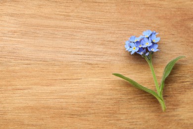 Beautiful blue Forget-me-not flower on wooden table, top view. Space for text