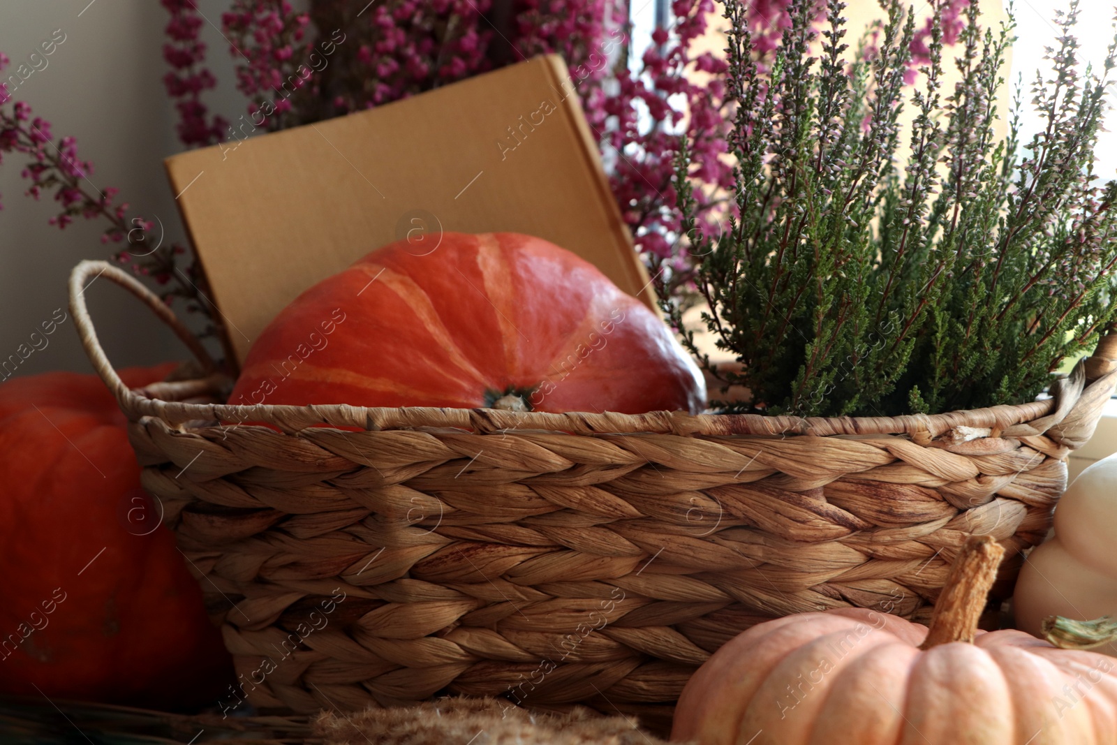Photo of Wicker basket with beautiful heather flowers, pumpkins and book near grey wall, closeup