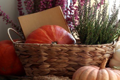 Wicker basket with beautiful heather flowers, pumpkins and book near grey wall, closeup