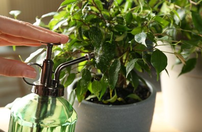 Woman spraying ficus with plant mister, closeup