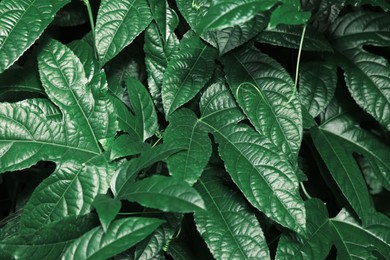 Many fresh green tropical leaves growing outdoors, closeup