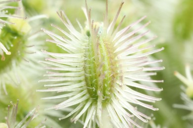 Photo of Macro photo of Astrodaucus plant on blurred background