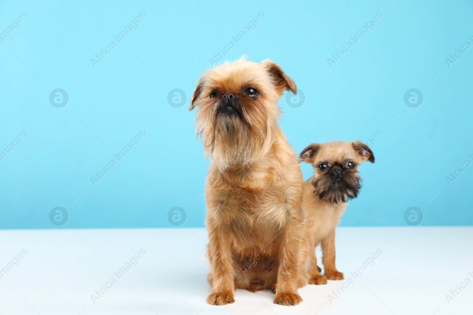 Photo of Studio portrait of funny Brussels Griffon dogs looking into camera on color background. Space for text