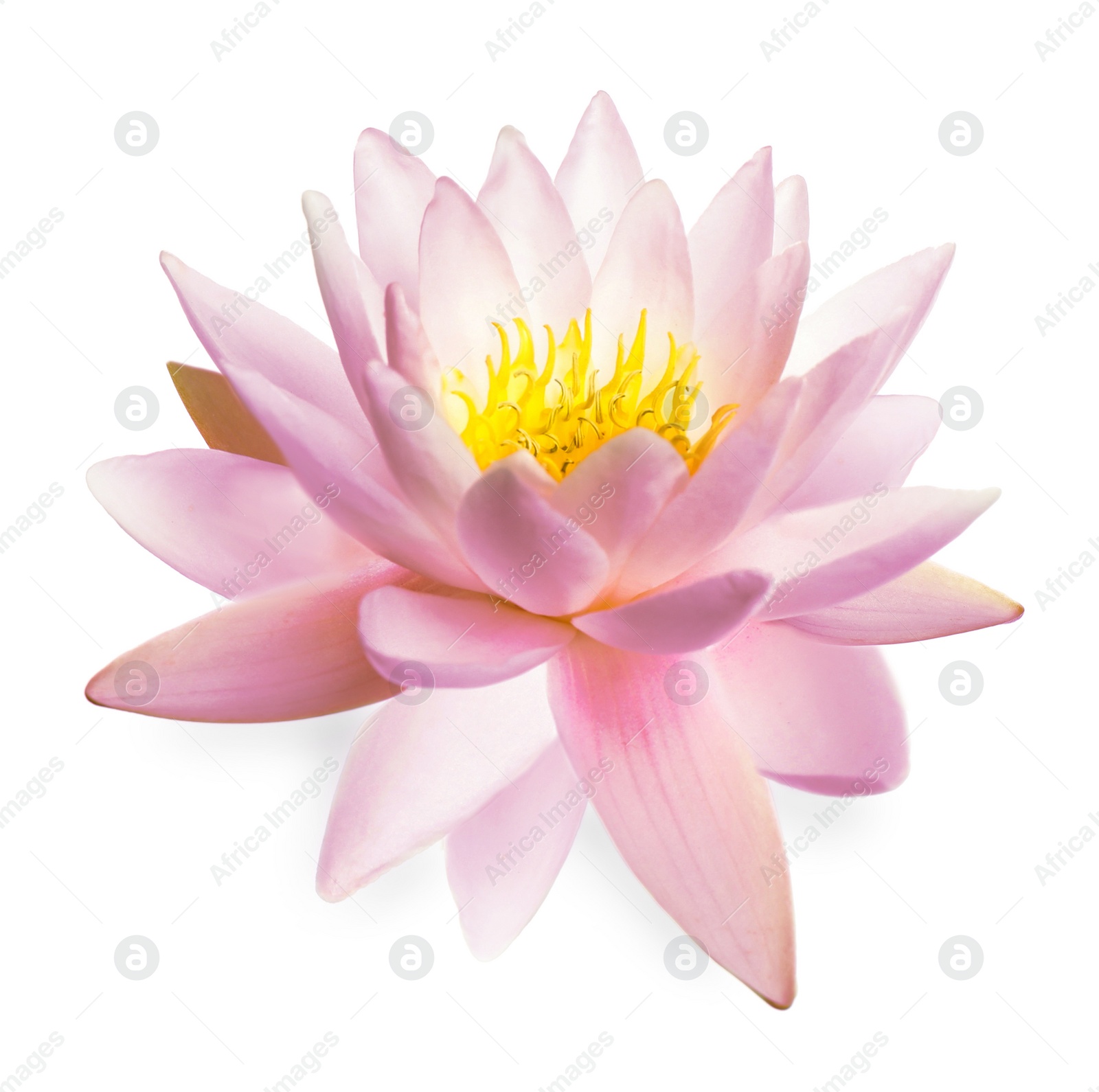 Image of Beautiful pink lotus flower isolated on white