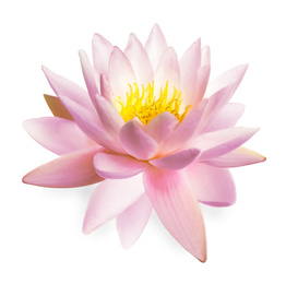 Image of Beautiful pink lotus flower isolated on white