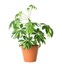 Photo of Beautiful schefflera plant in pot on white background. Home decor