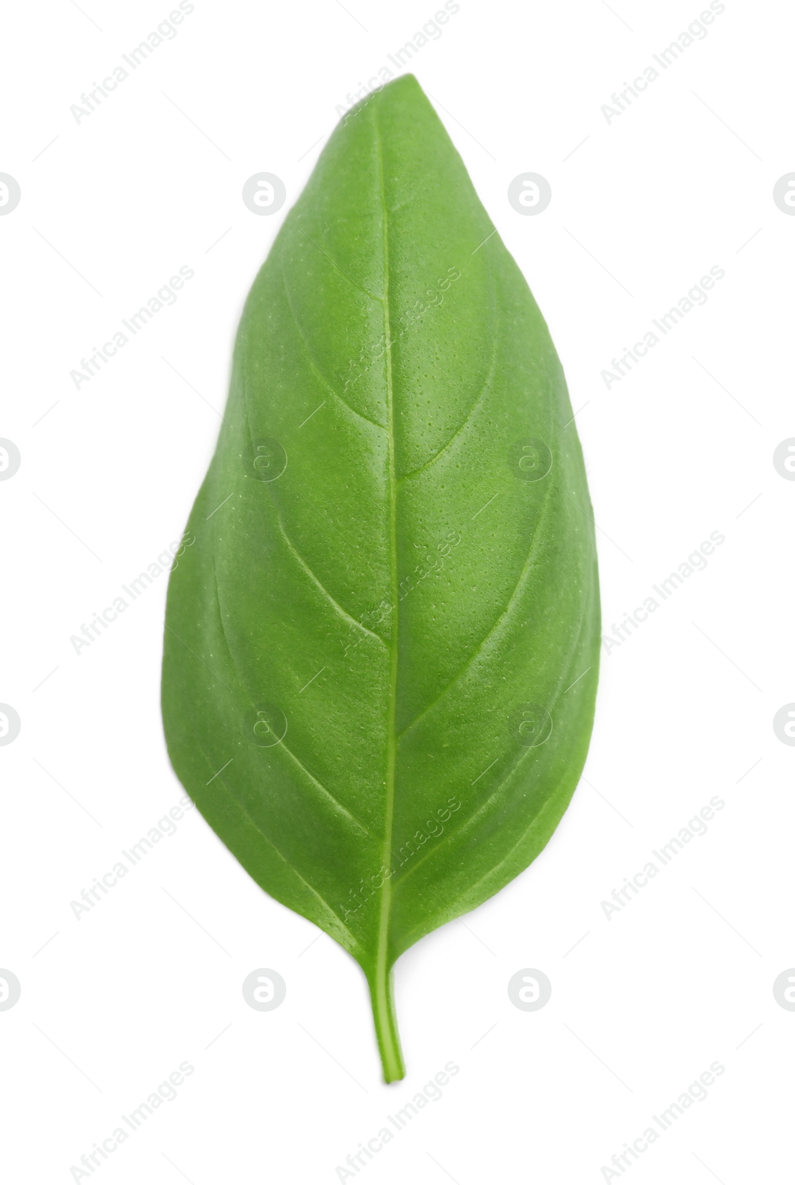 Photo of Fresh green basil leaf on white background