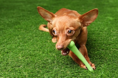 Cute toy terrier with bone on artificial grass, space for text. Domestic dog