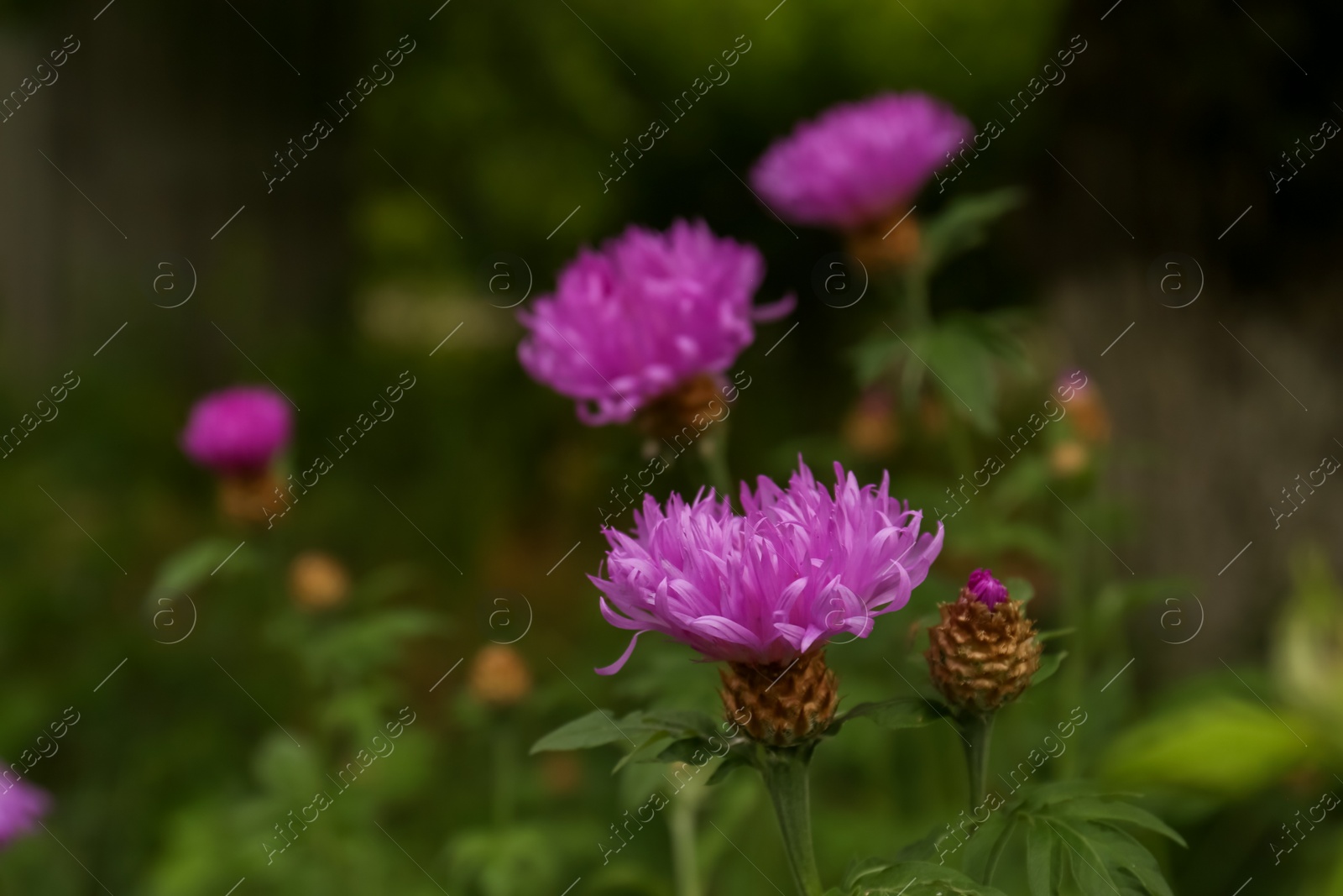 Photo of Beautiful blooming purple cornflowers growing outdoors, closeup. Space for text