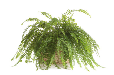 Photo of Pot with Boston fern plant isolated on white. Home decor