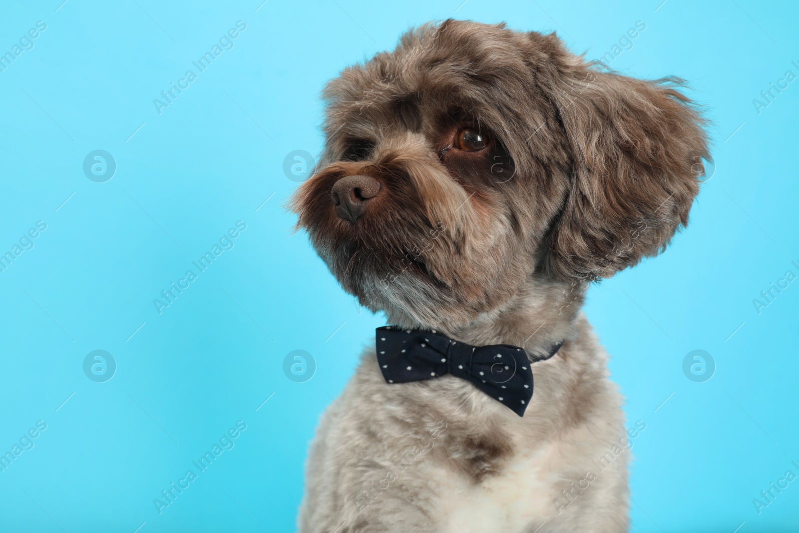 Photo of Cute Maltipoo dog with bow tie on light blue background. Lovely pet