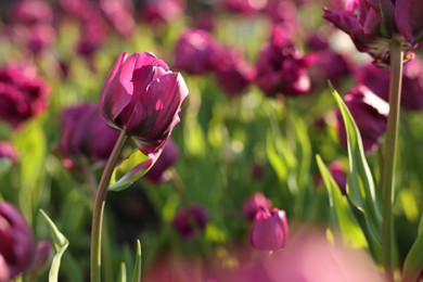 Photo of Beautiful colorful tulips growing in flower bed, closeup. Space for text