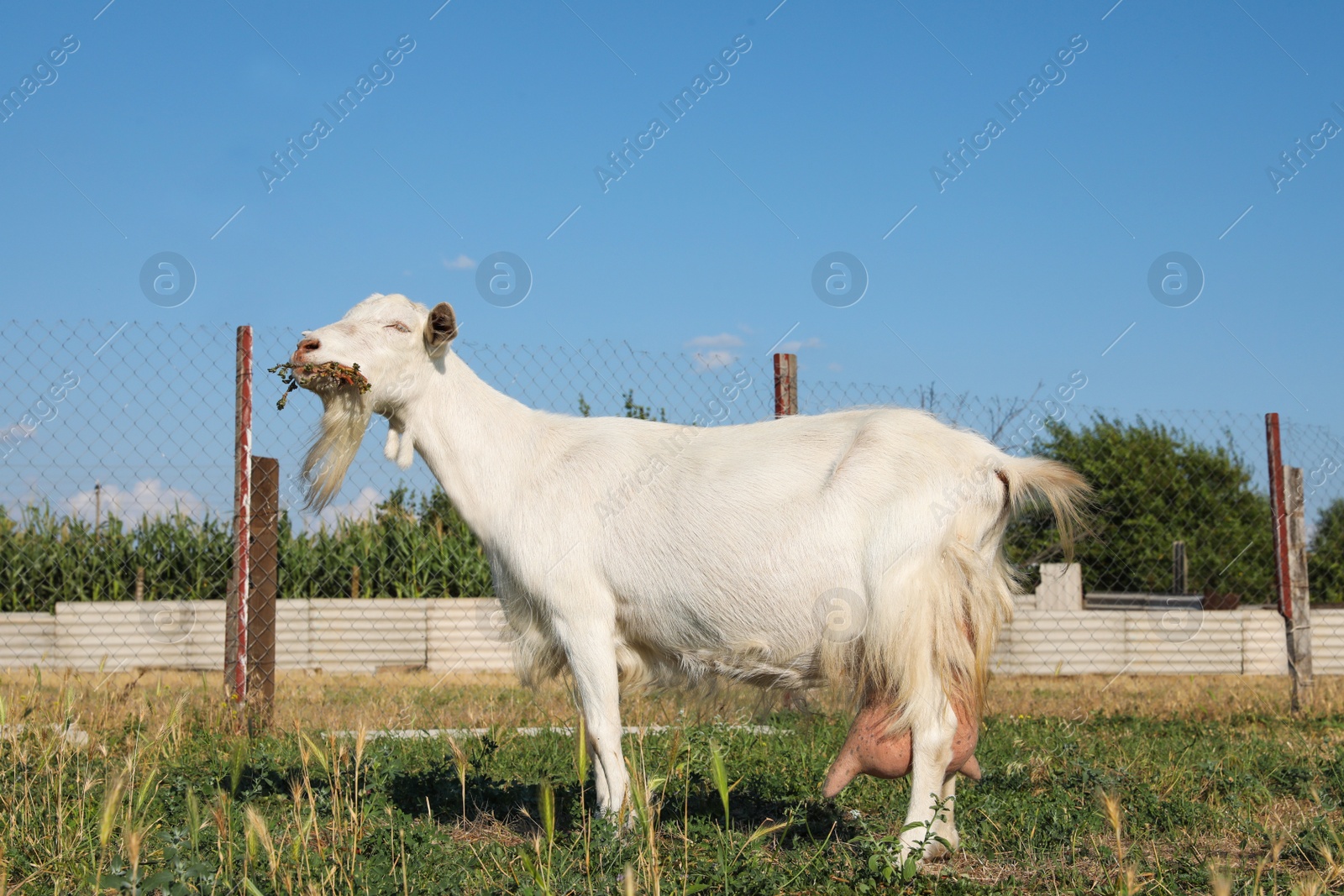 Photo of Cute goat on pasture at farm. Animal husbandry