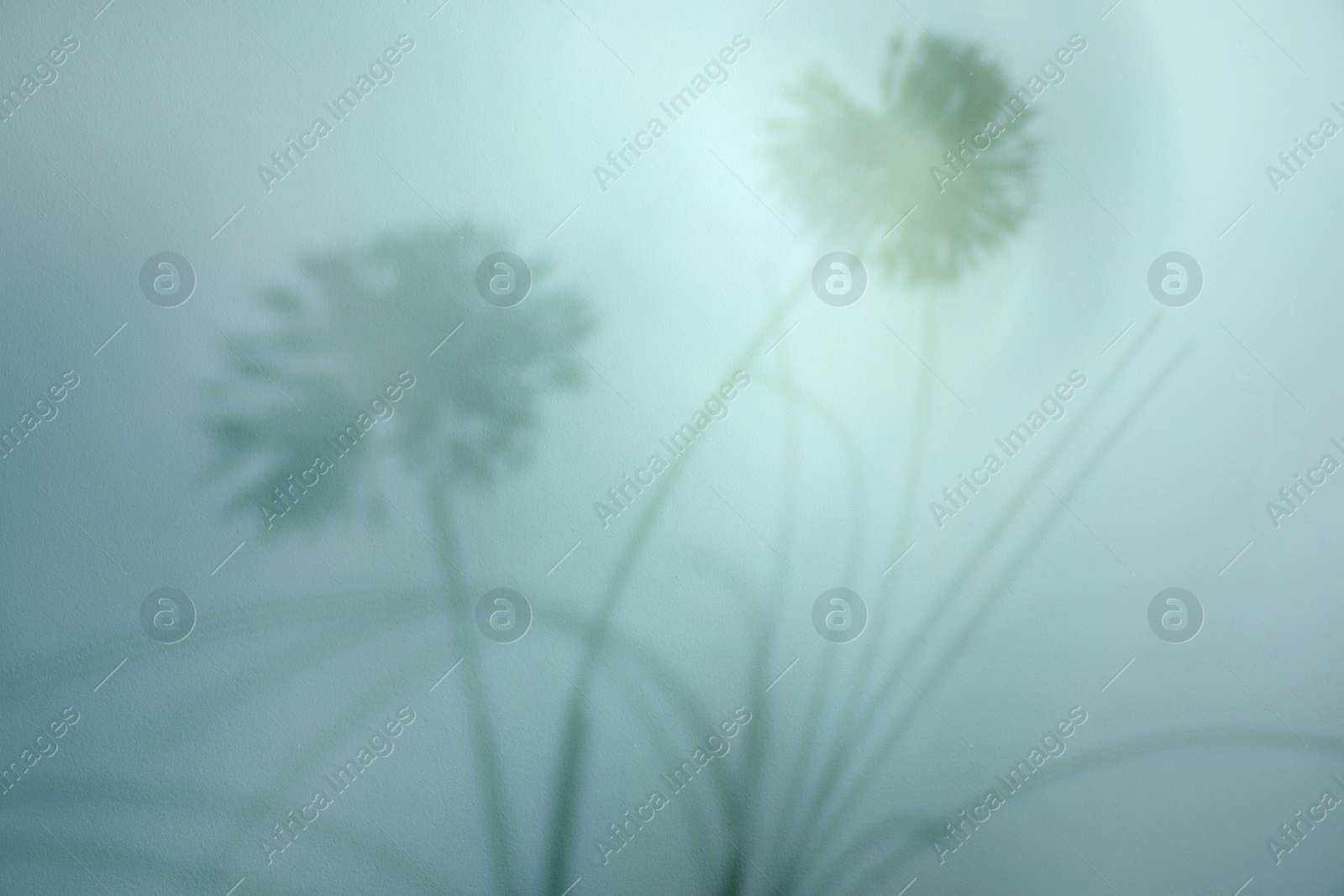 Photo of Shadow of beautiful plant on light background