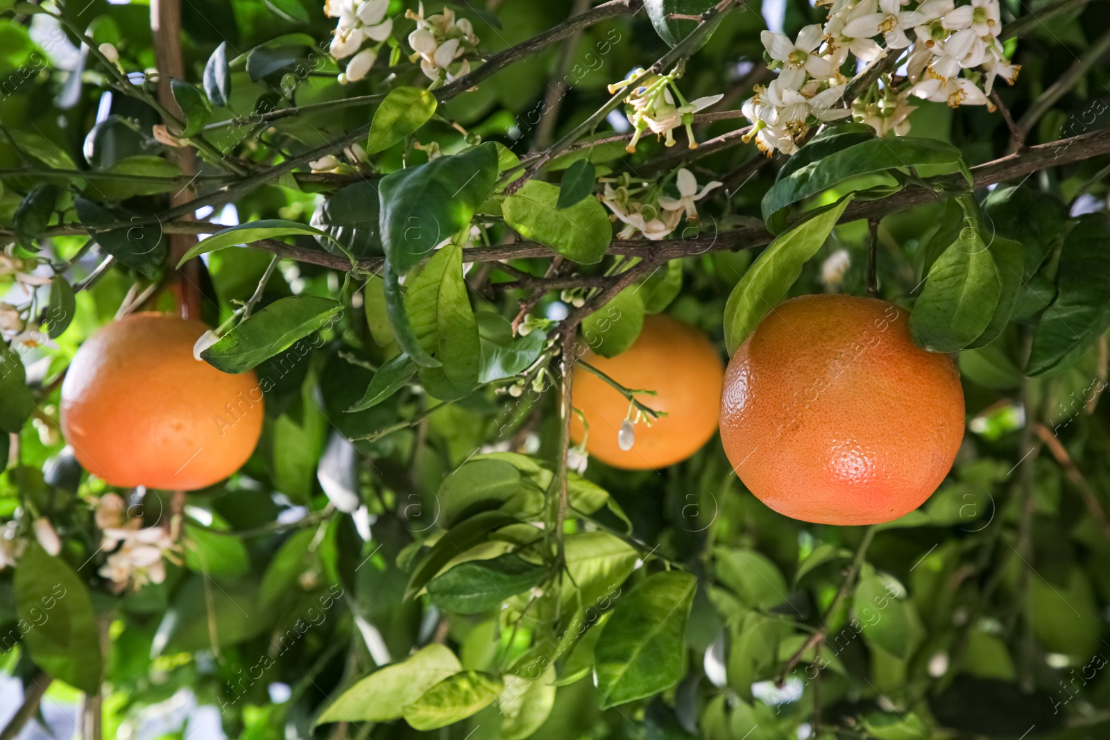 Photo of Fresh ripe grapefruits growing on tree outdoors