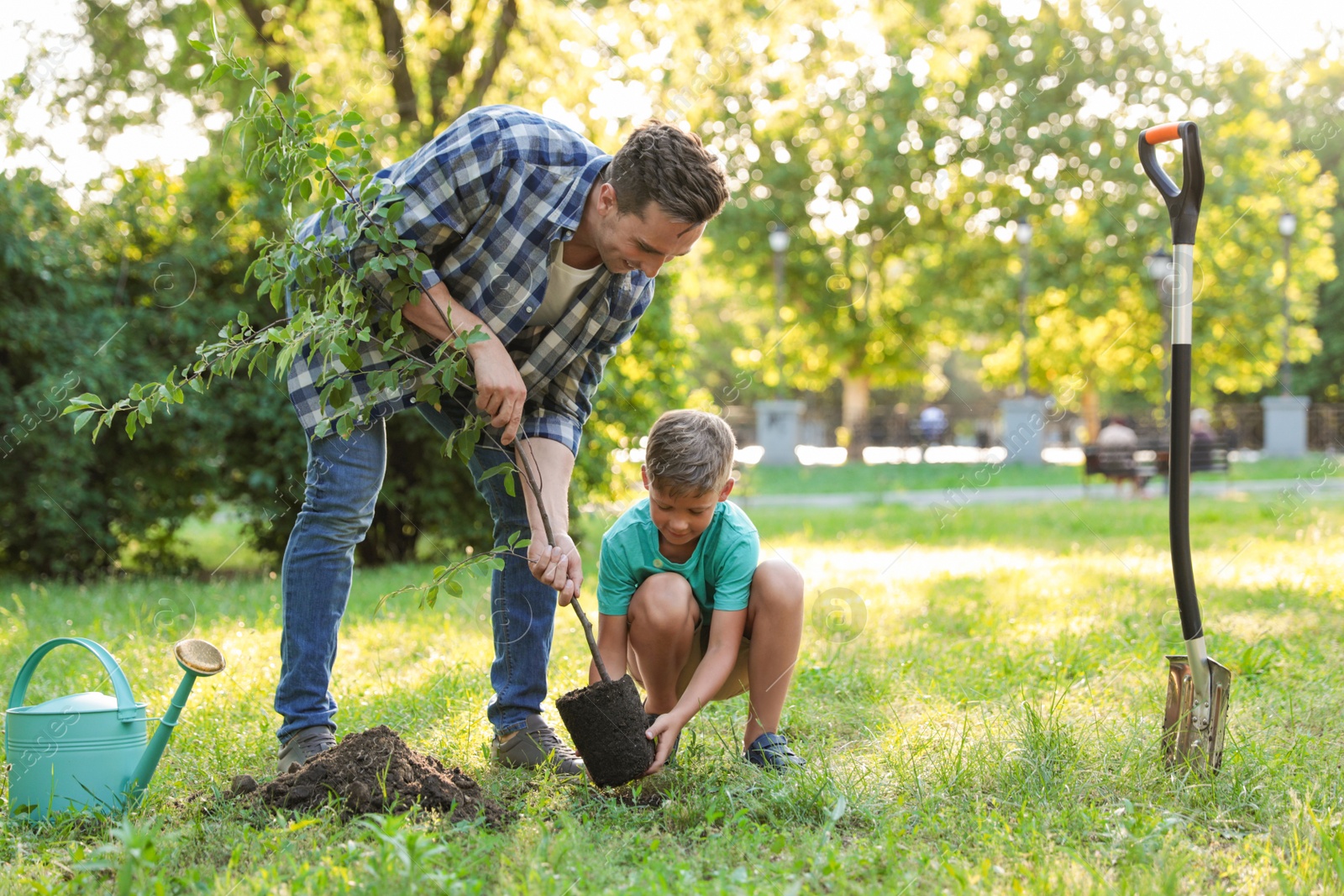 Photo of Dad and son planting tree in park on sunny day