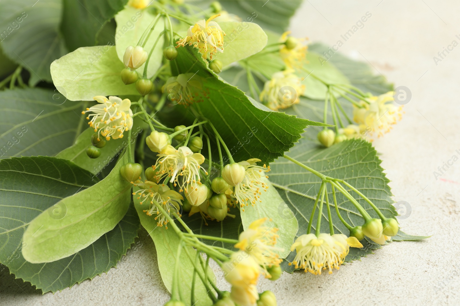Photo of Fresh linden leaves and flowers on light grey table, closeup