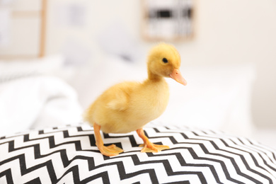 Photo of Cute fluffy baby duckling on pillow indoors