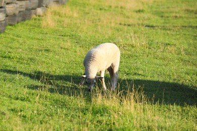 Photo of One cute lamb grazing on pasture. Baby animal