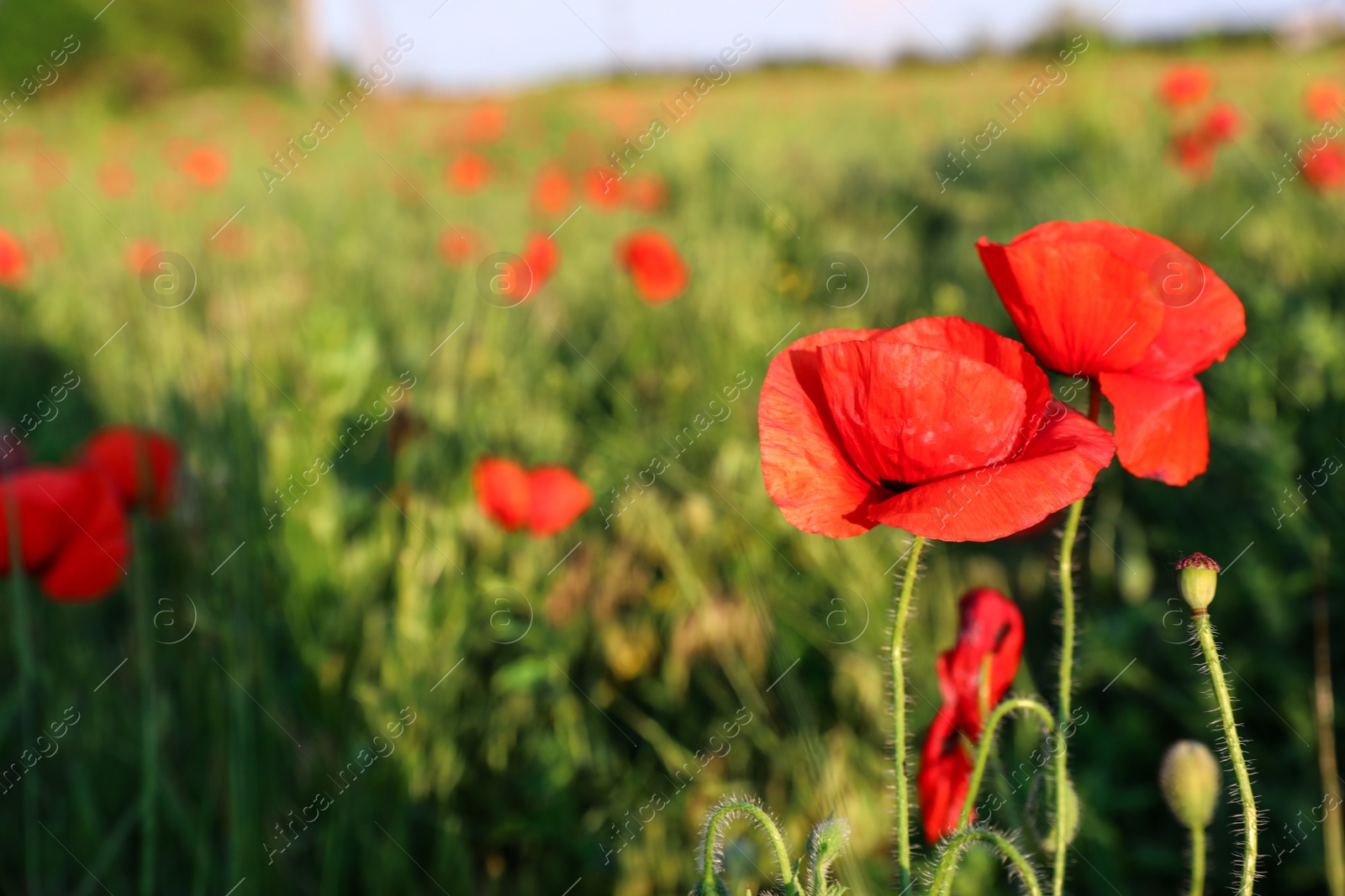 Photo of Beautiful blooming red poppy flowers in field on sunny day. Space for text