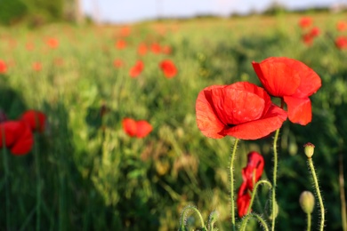 Photo of Beautiful blooming red poppy flowers in field on sunny day. Space for text