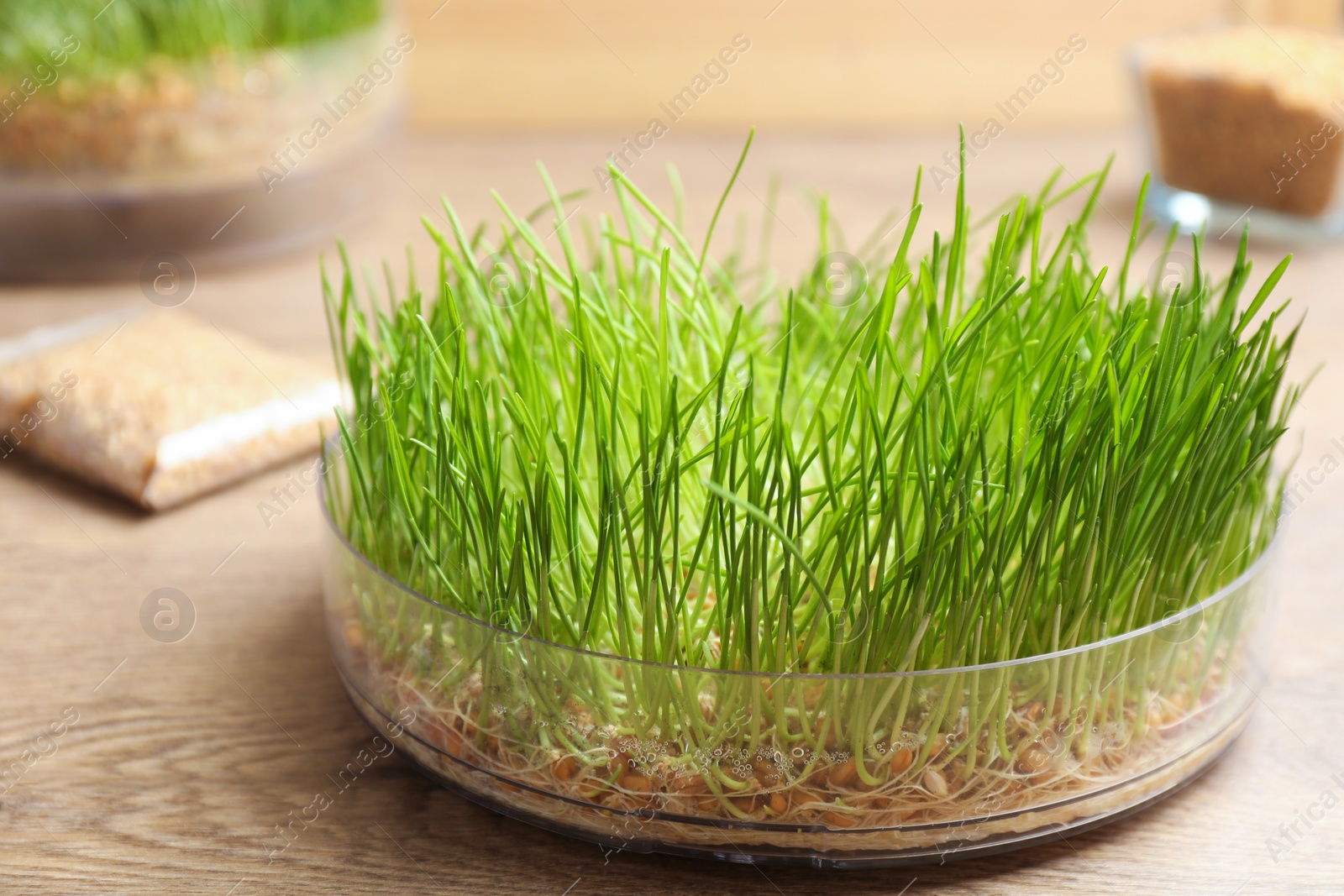 Photo of Container with sprouted wheat grass on wooden table