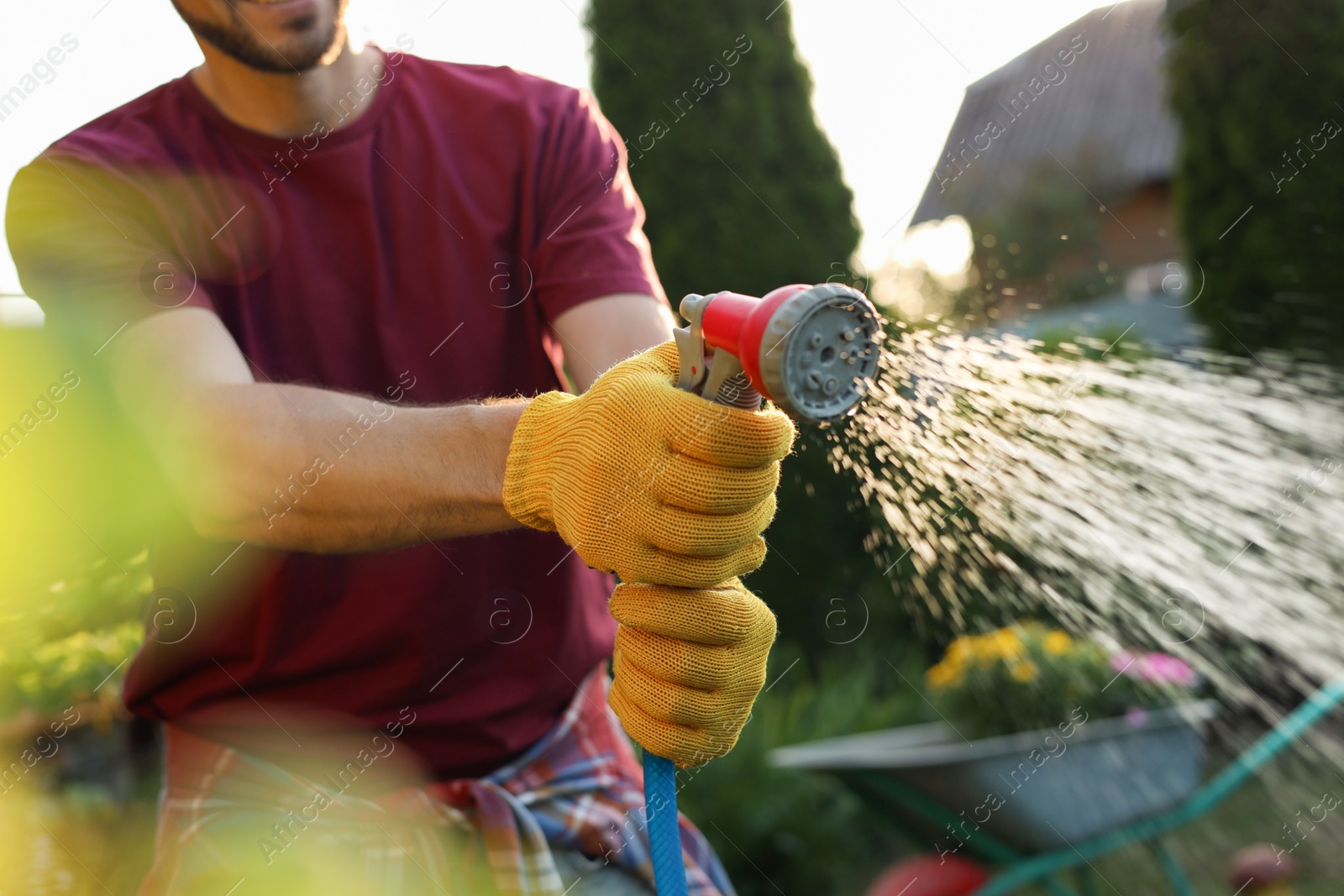 Photo of Man watering plants from hose outdoors on sunny day, closeup. Gardening time