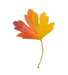 Photo of Beautiful leaf isolated on white. Autumn season