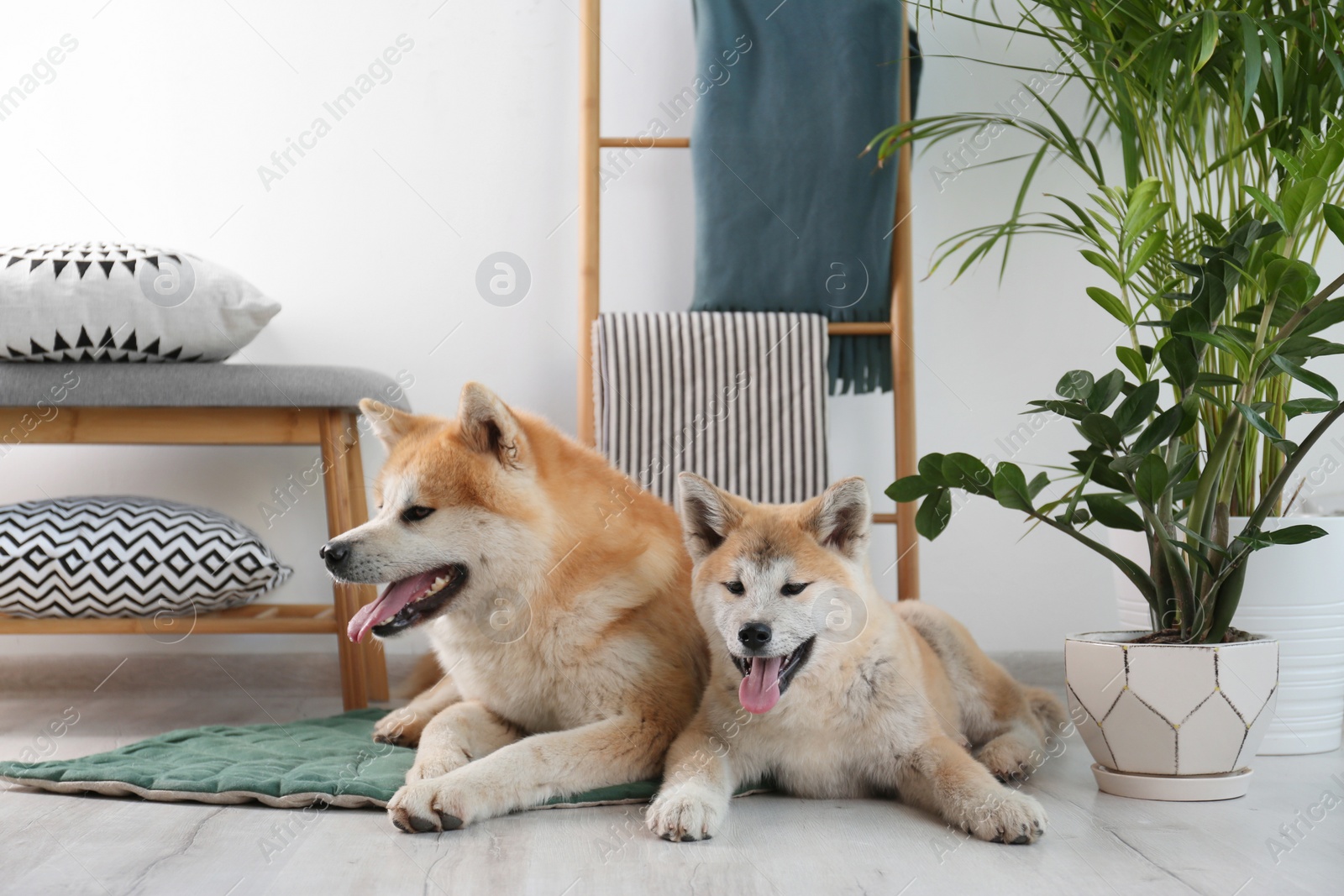 Photo of Cute Akita Inu dogs on rug in room with houseplants