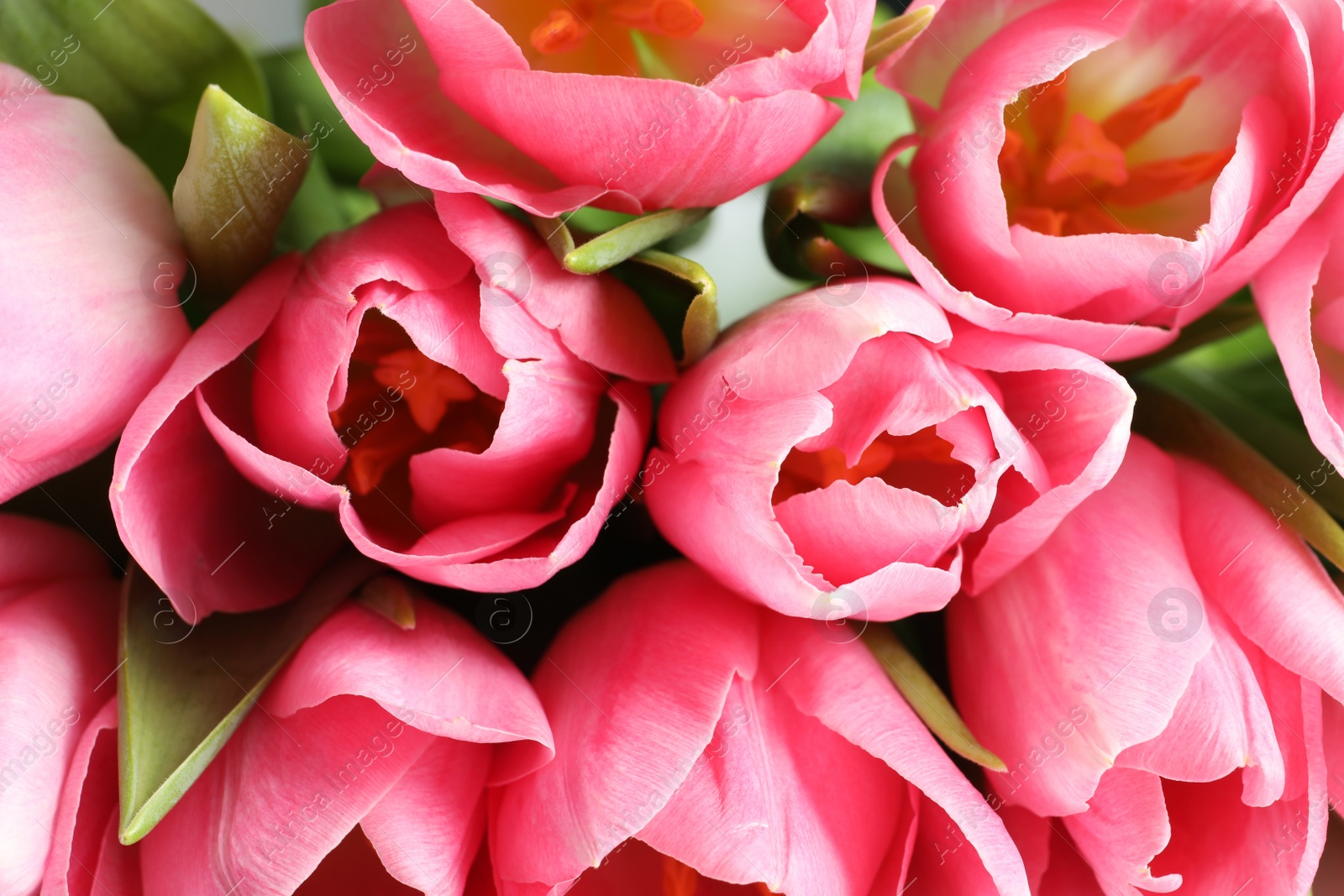 Photo of Beautiful spring tulips as background, closeup. International Women's Day