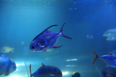 Photo of Palometa fish swimming in clear aquarium water