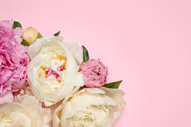 Beautiful fresh peonies on pink background, flat lay. Space for text