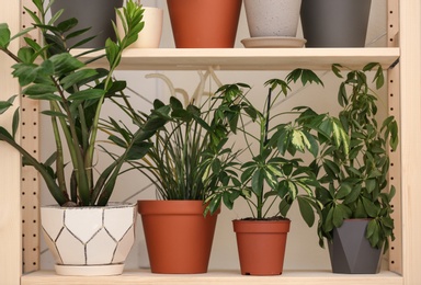 Different home plants on shelf near light wall