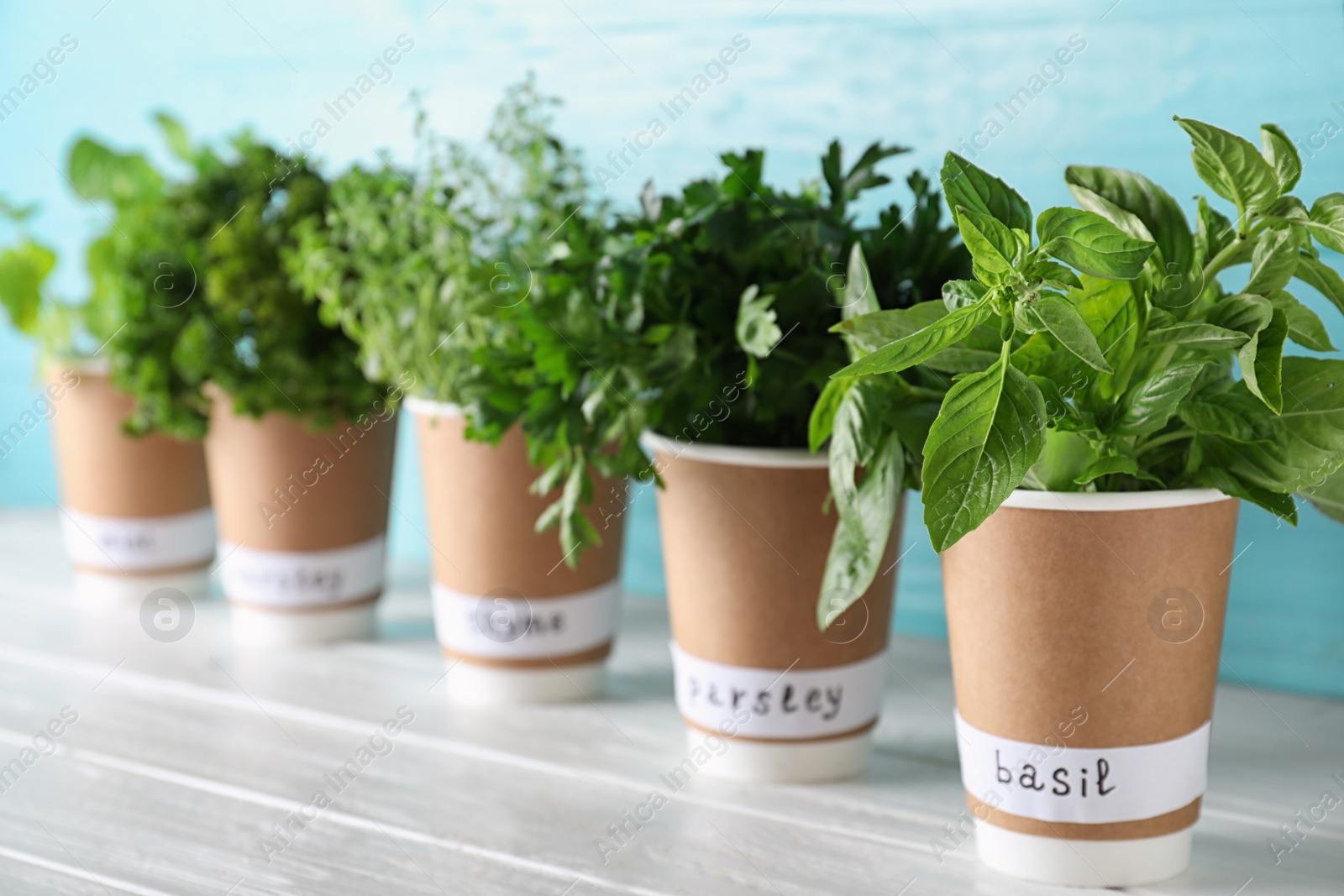 Photo of Seedlings of different aromatic herbs in paper cups with name labels on white wooden table