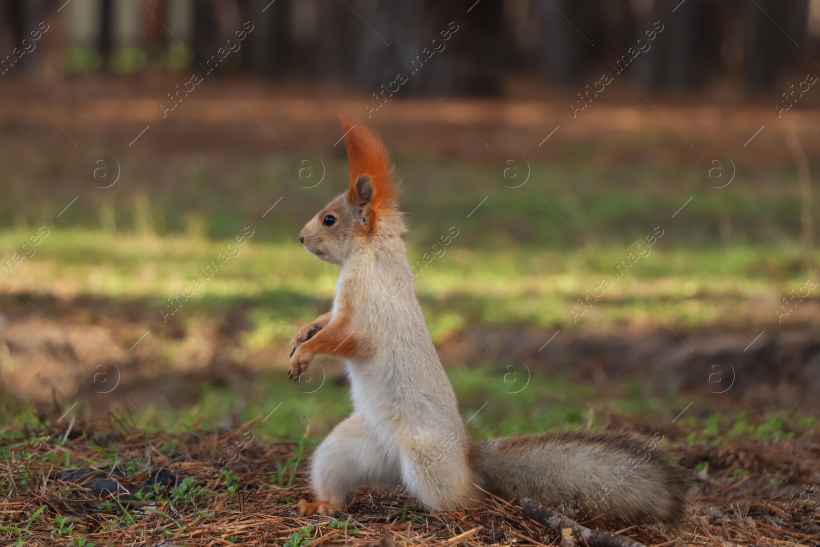 Photo of Cute red squirrel on ground in forest