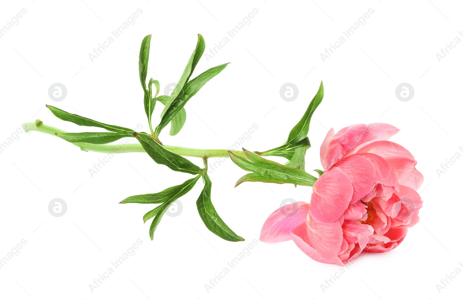 Photo of Beautiful blooming pink peony isolated on white