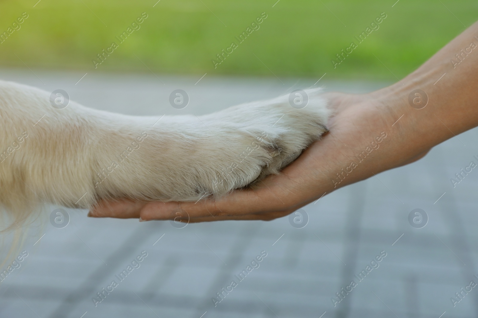 Photo of Young African-American woman and her Golden Retriever dog outdoors, closeup